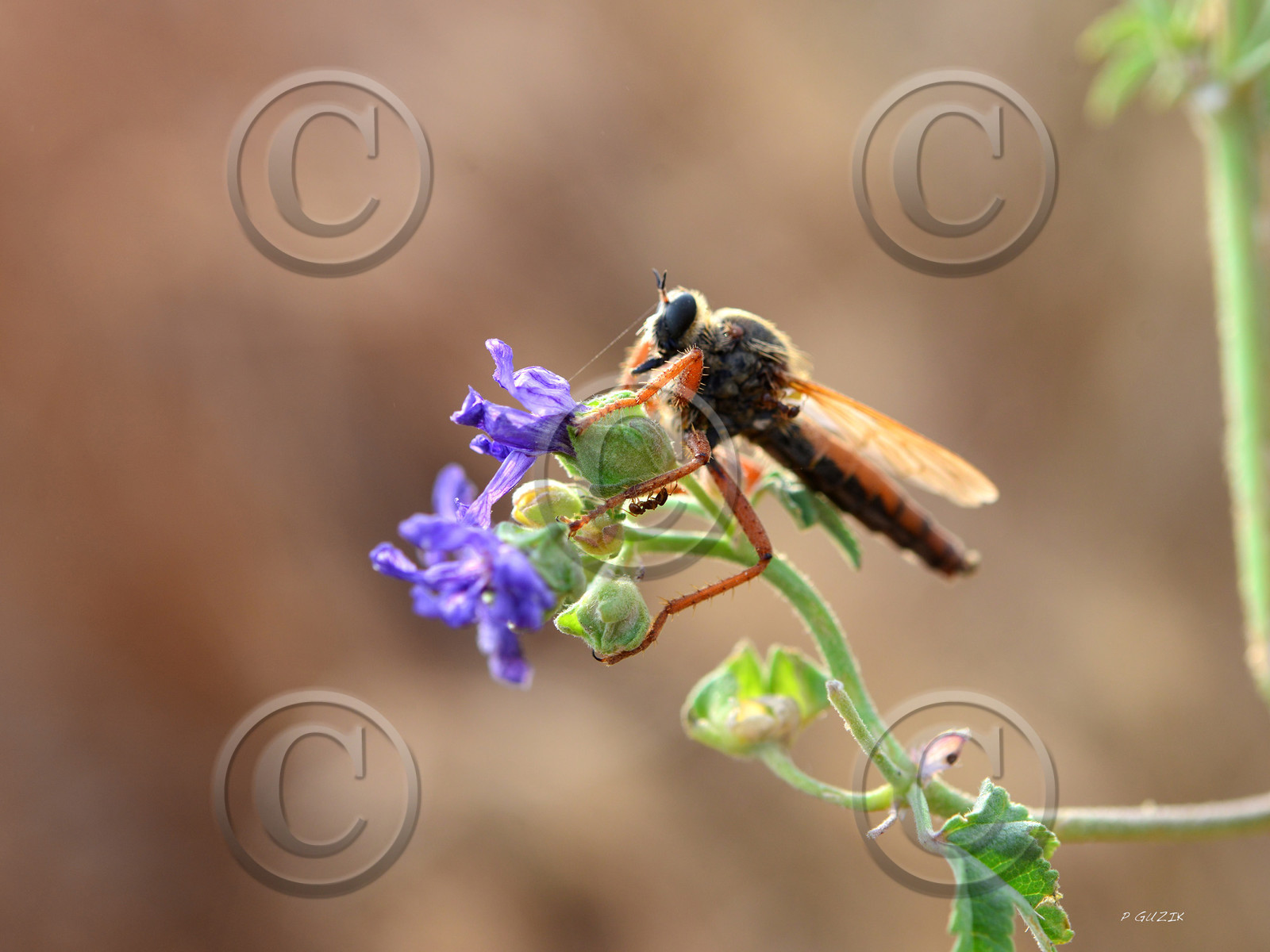MISE A  JOUR  en cours