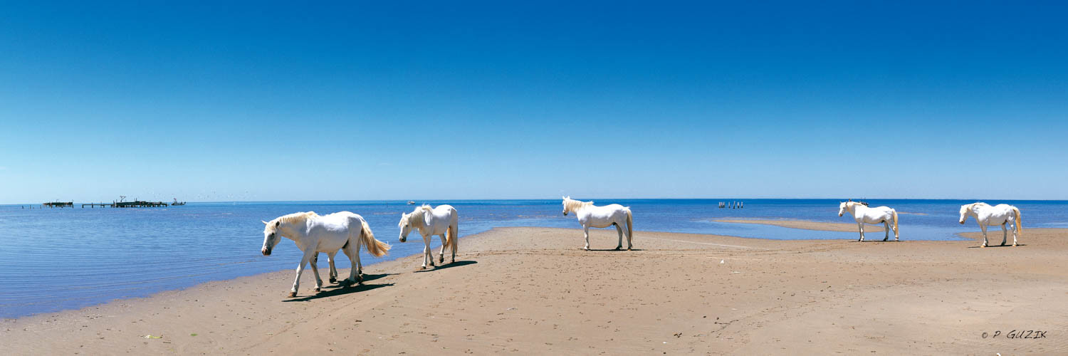 Selection format 20X60 cm