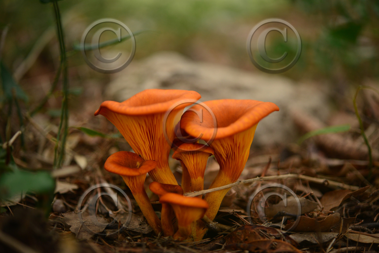 MISE A  JOUR  en cours