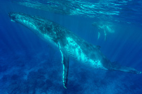 MISE A  JOUR  en cours