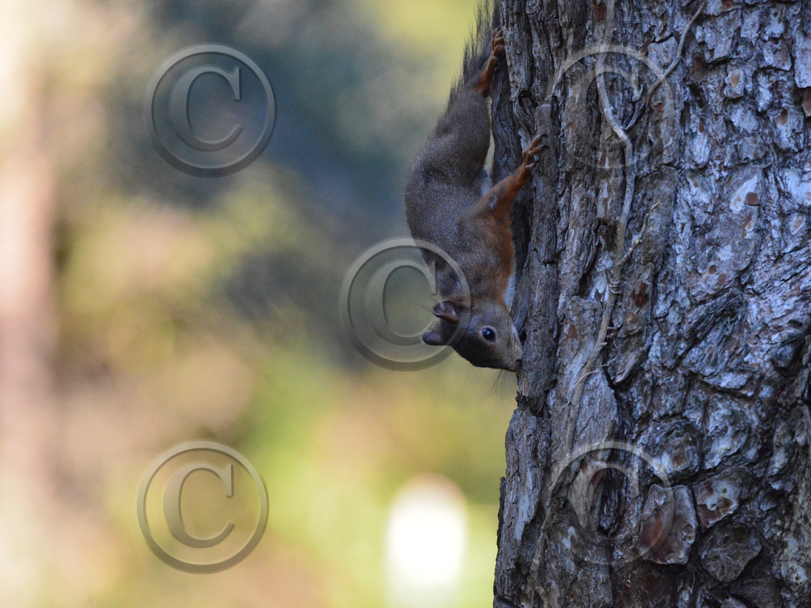 MISE A  JOUR  en cours