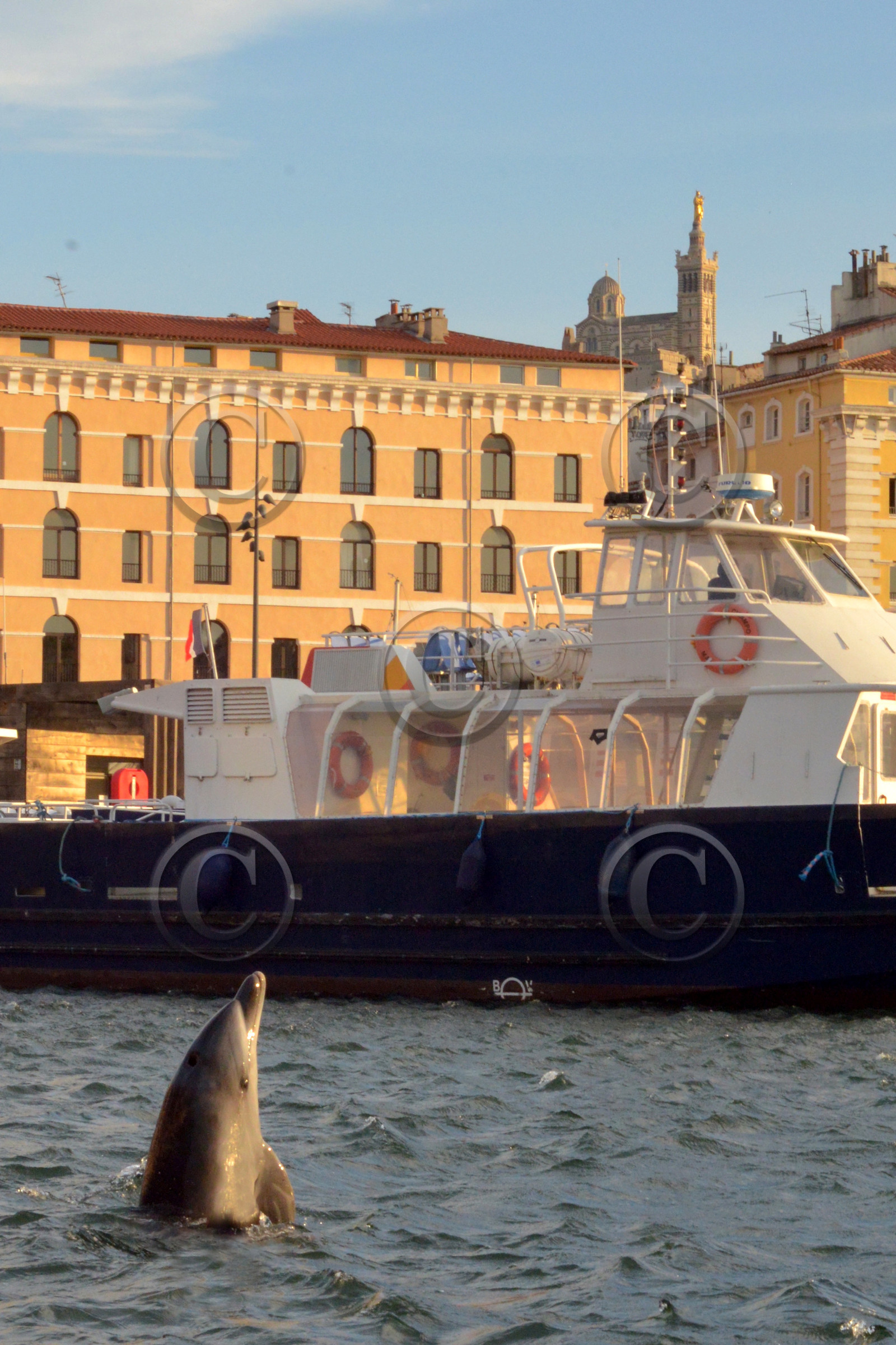 Dauphin dans le vieux port Marseille
