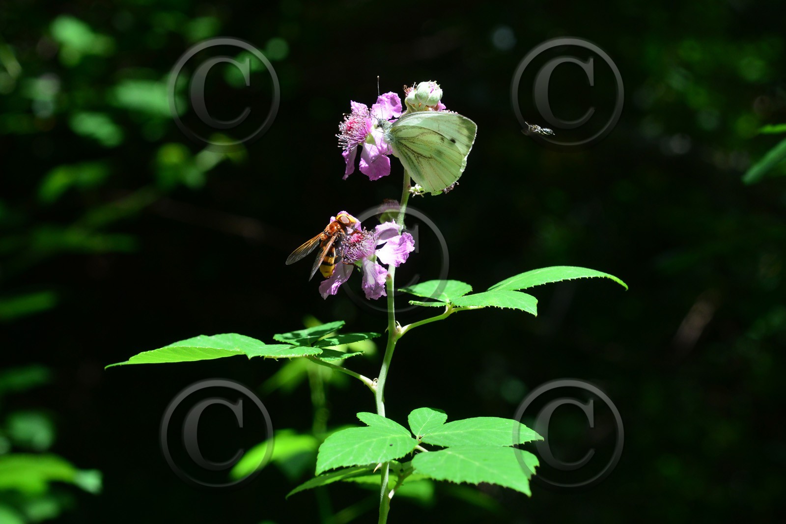 Photo de la sainte baume