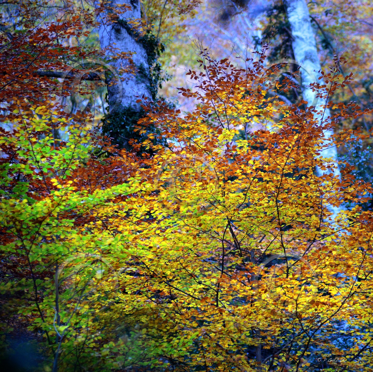 Photo de la sainte baume