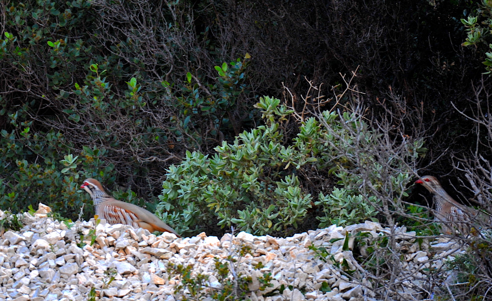 Faune calanque