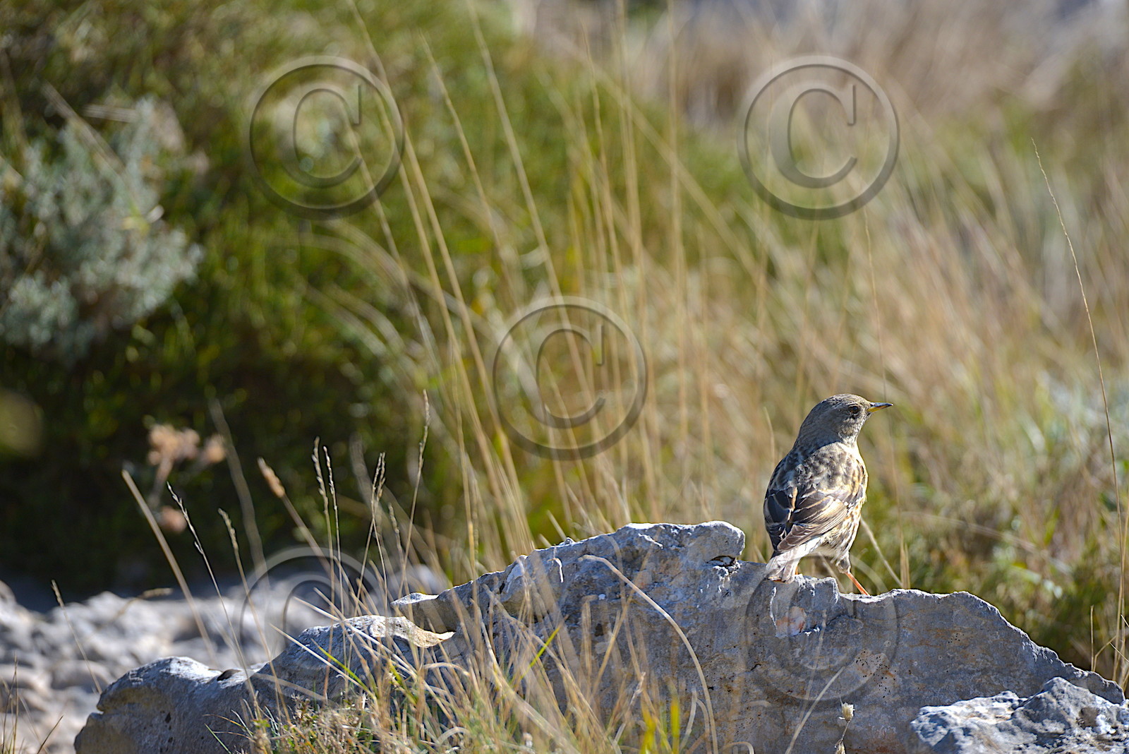 SUR  LA  CRÊTE DES BEGUINES
