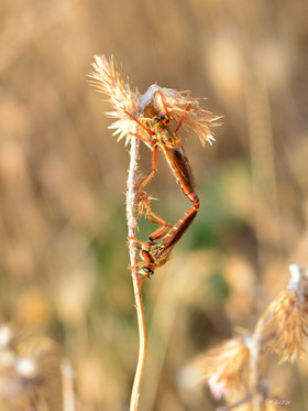 MISE A  JOUR  en cours