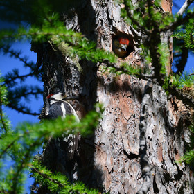 montagne haute alpes ,queyras, mercantour,alpes de haute provence,alpes maritime
