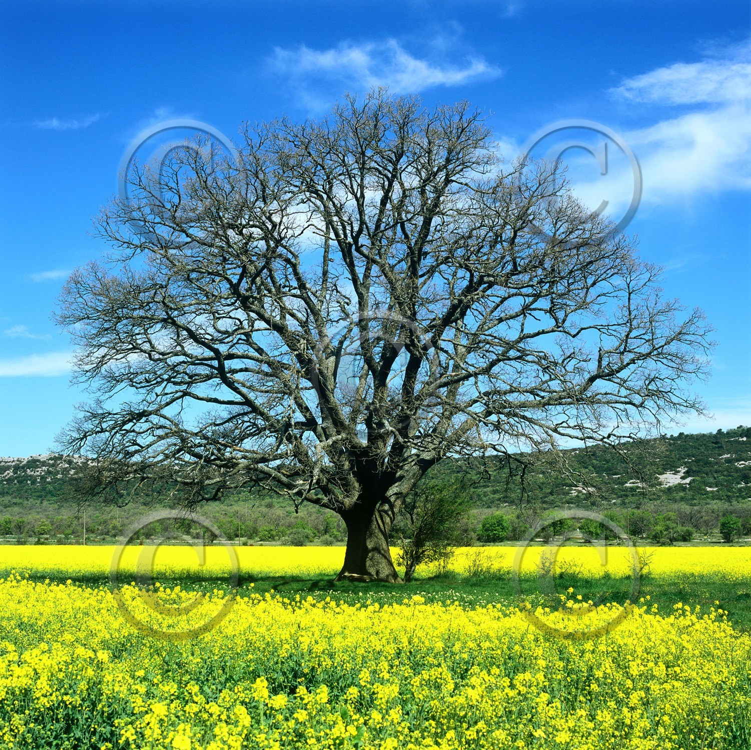 Photo de la sainte baume