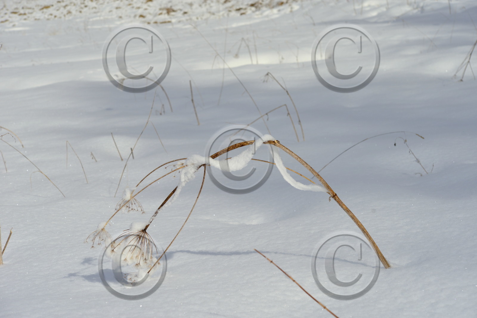 ALPES DE HAUTE PROVENCE