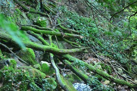 Photo de la sainte baume