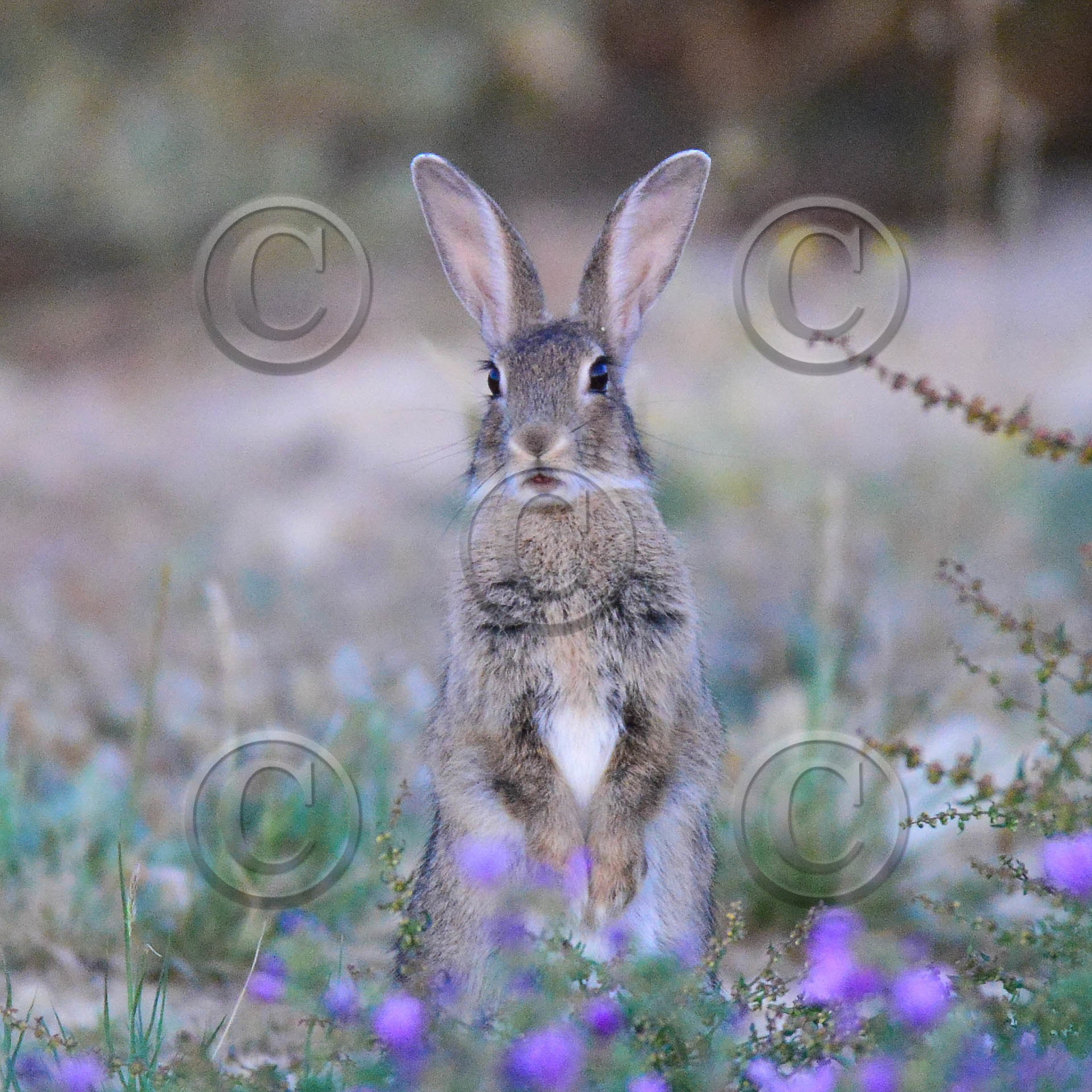 MISE A  JOUR  en cours