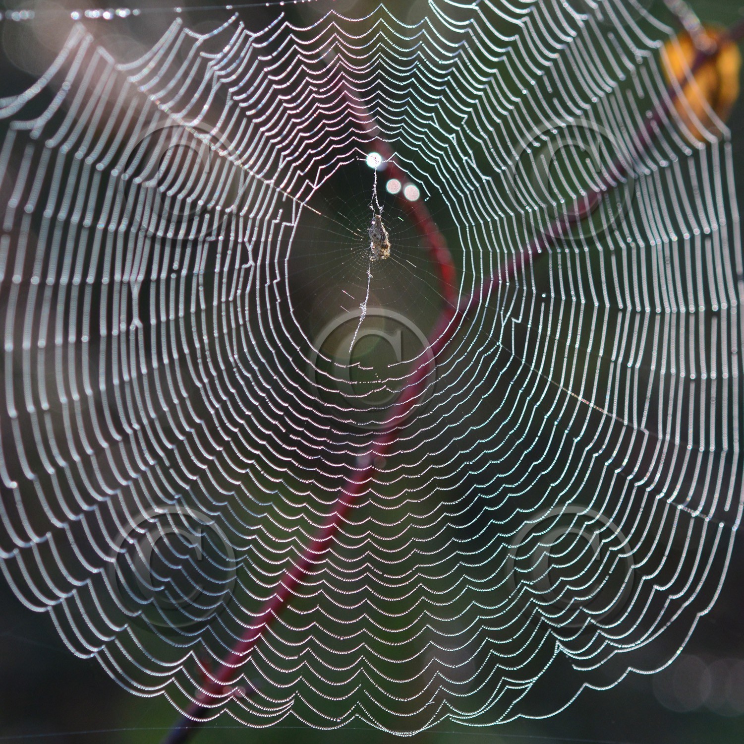 Photo de la sainte baume