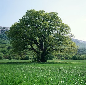 Photo de la sainte baume
