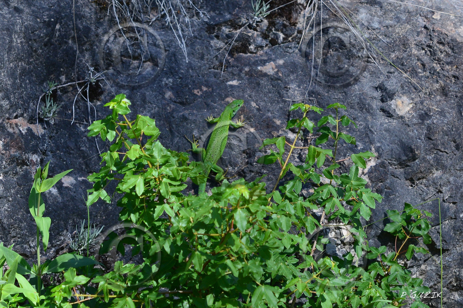 MISE A  JOUR  en cours