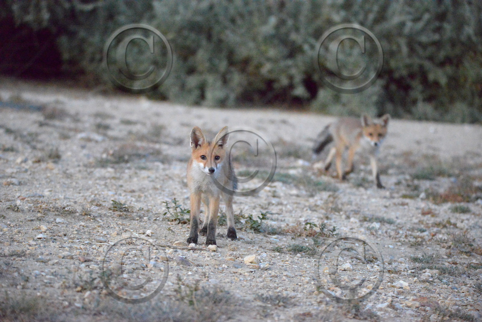 renardeaux  quelques part dans les calanques
