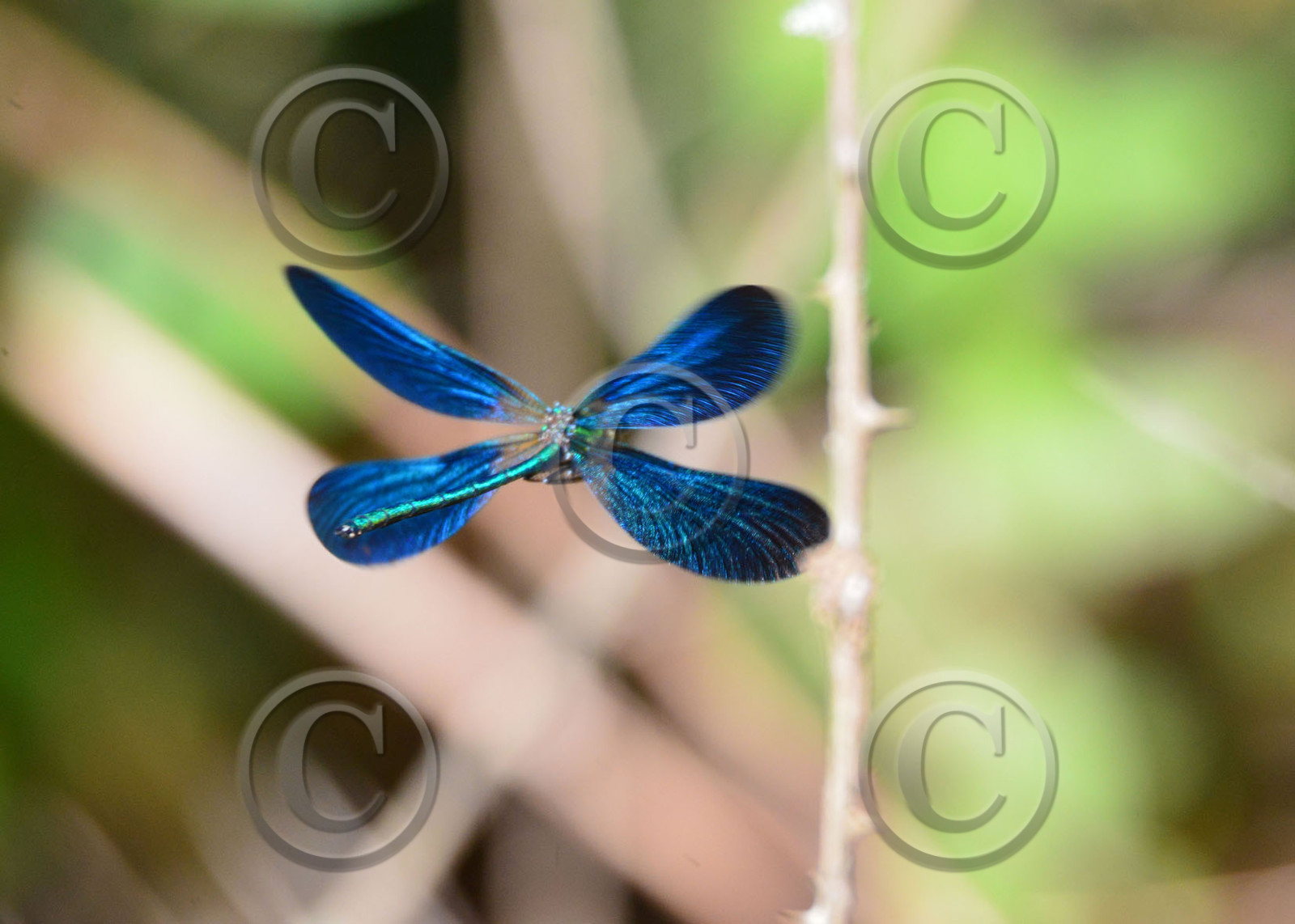 Photo de la sainte baume