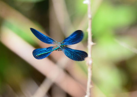 Photo de la sainte baume