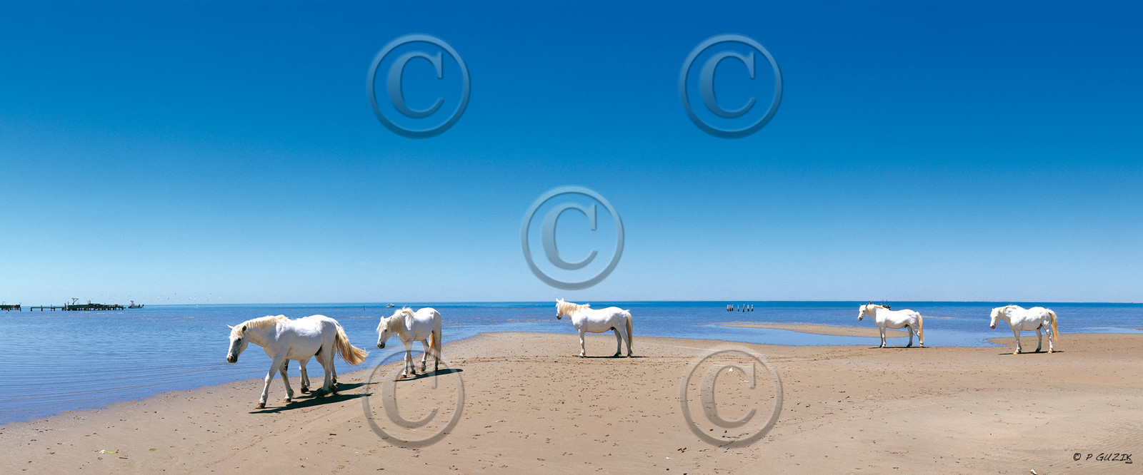 CHEVAUX EN CAMARGUE BLEU ET BLANC Calanques Provence MarseilleFORMAT DISPONIBLE  120X50CMpas de telechargement disponible.A chaque format correspond une éditions limitée spécifique .© collection P GUZIKA titre indicatif suivant la finition, tarif encadré vente direct:DISPONIBLE SUIVANT STOCK -  CRÉATION JOURNALIERE  -