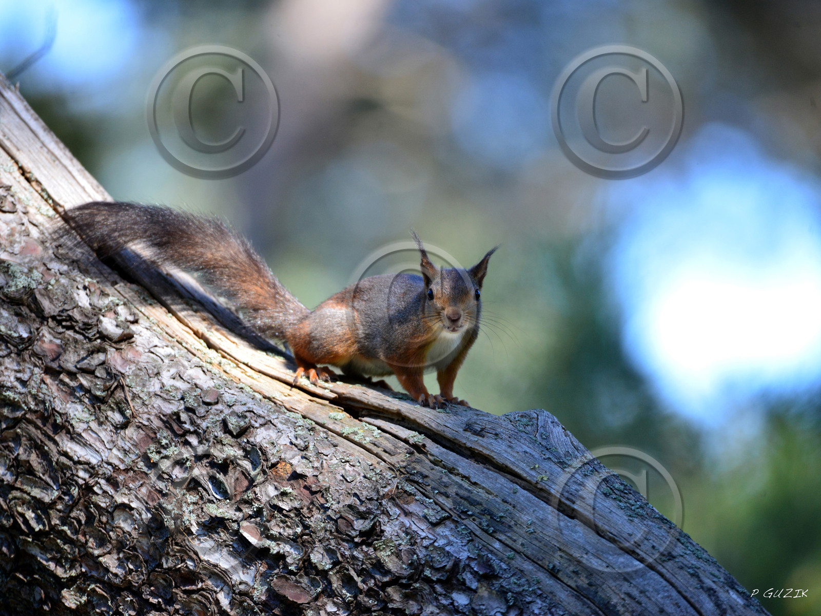 MISE A  JOUR  en cours