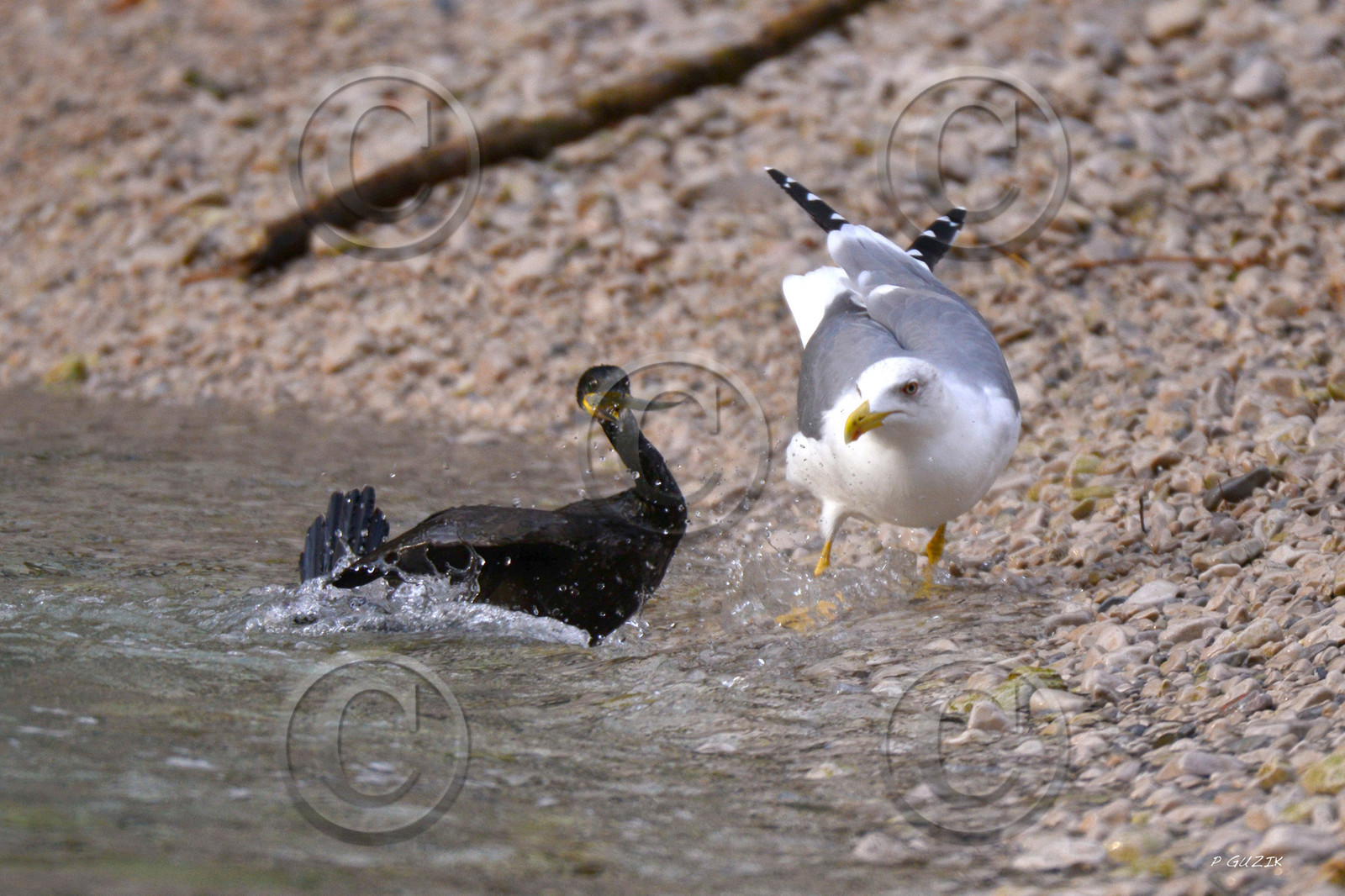 MISE A  JOUR  en cours