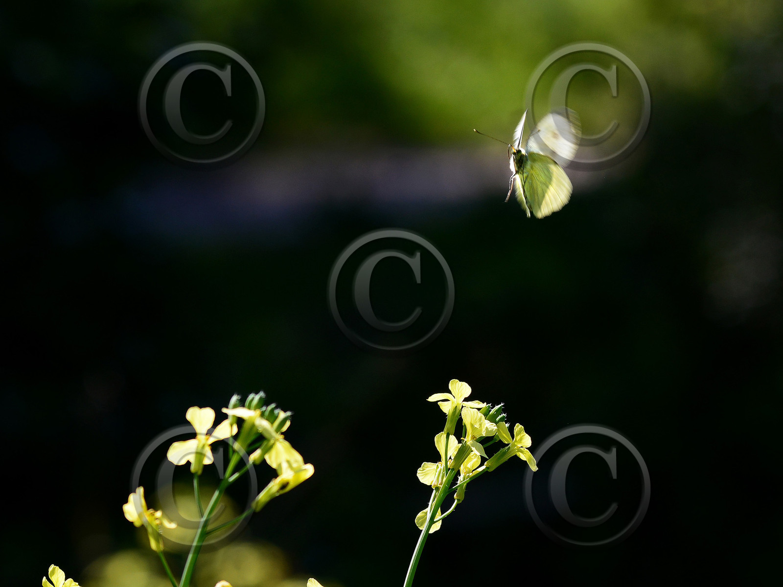 MISE A  JOUR  en cours