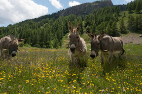 montagne haute alpes ,queyras, mercantour,alpes de haute provence,alpes maritime