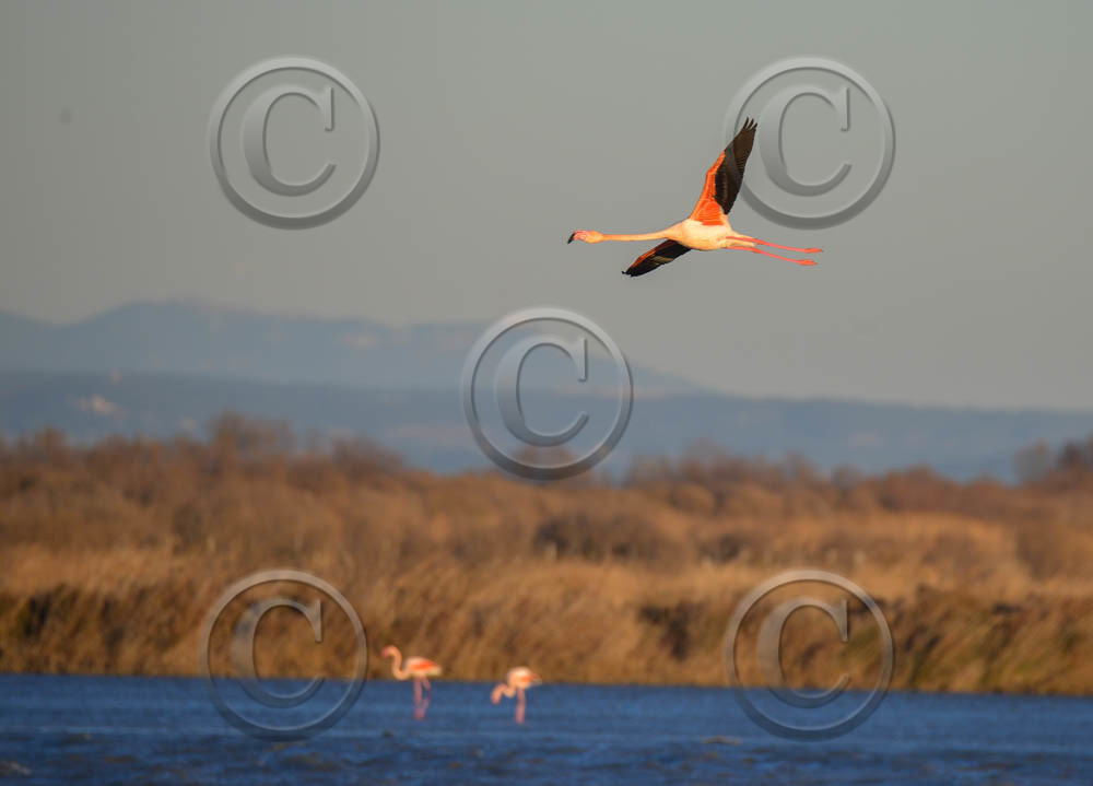 CAMARGUES HIVERS