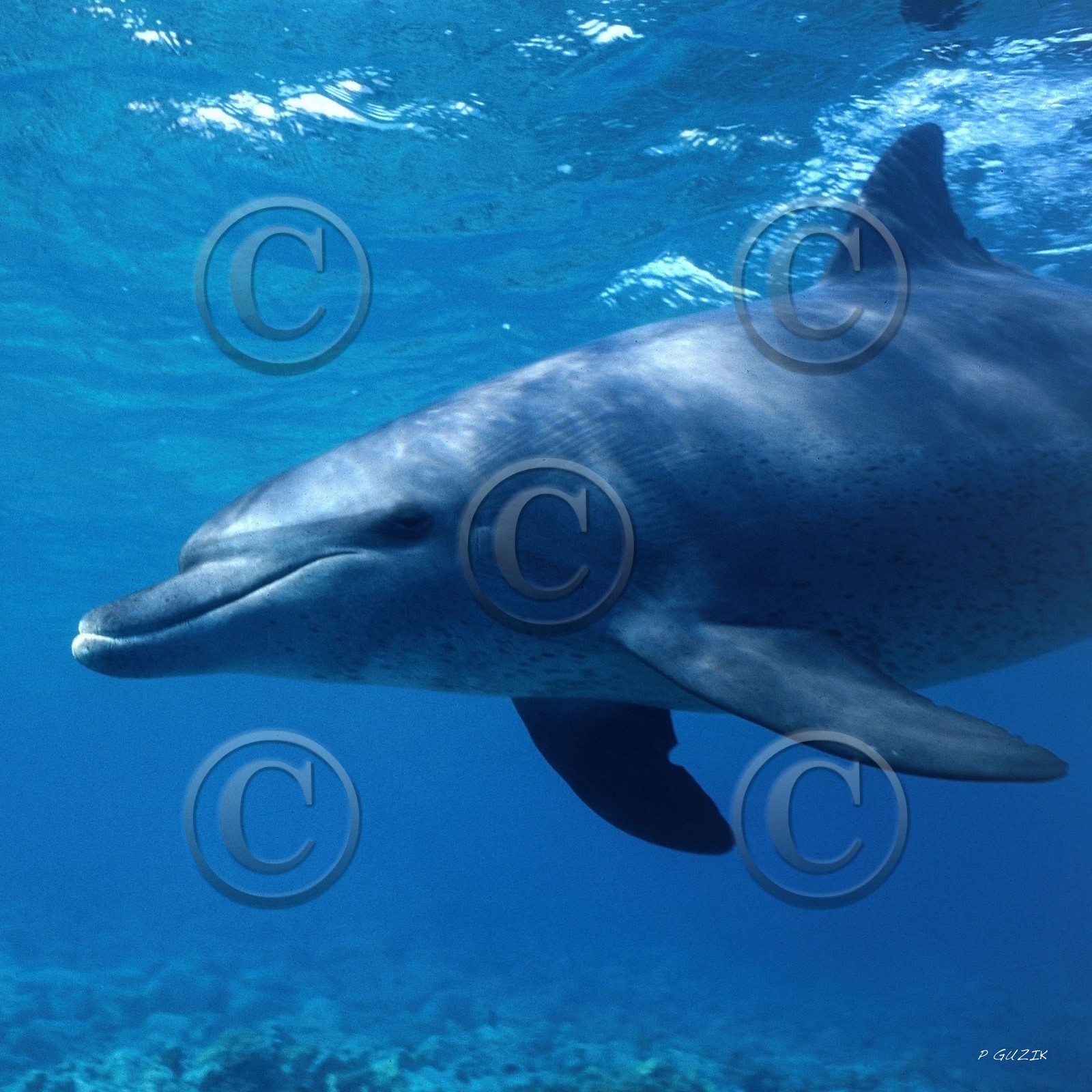 ref-578-2-dauphin-femelle golfe aqaba-copie.jpg