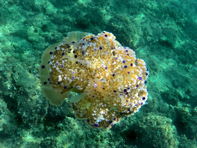 MISE A  JOUR  en cours