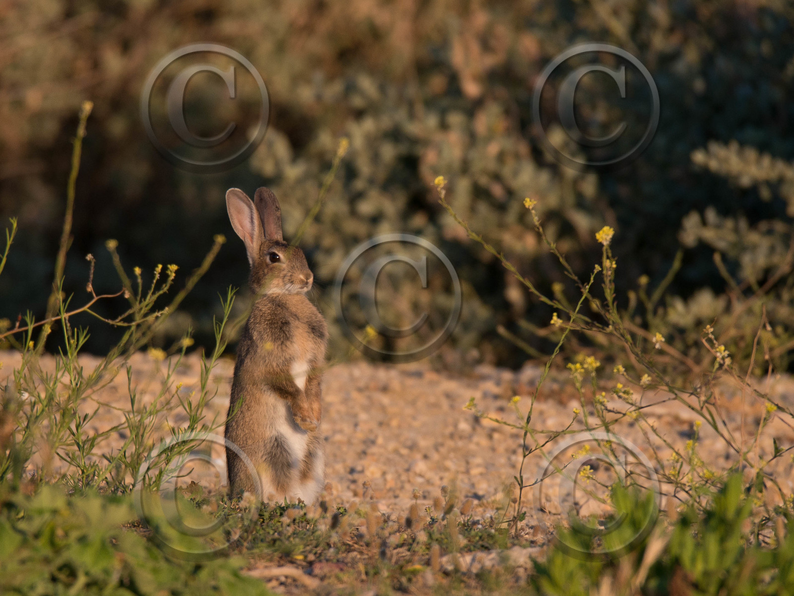 MISE A  JOUR  en cours