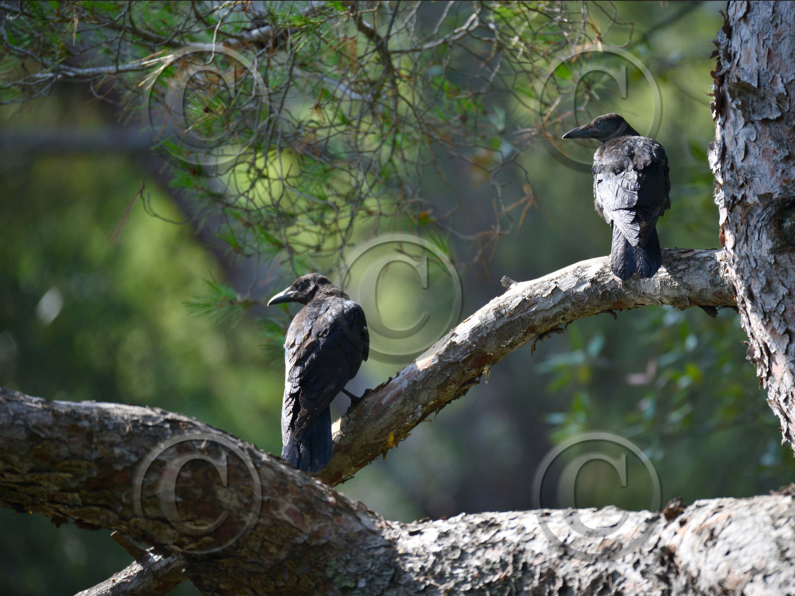 MISE A  JOUR  en cours