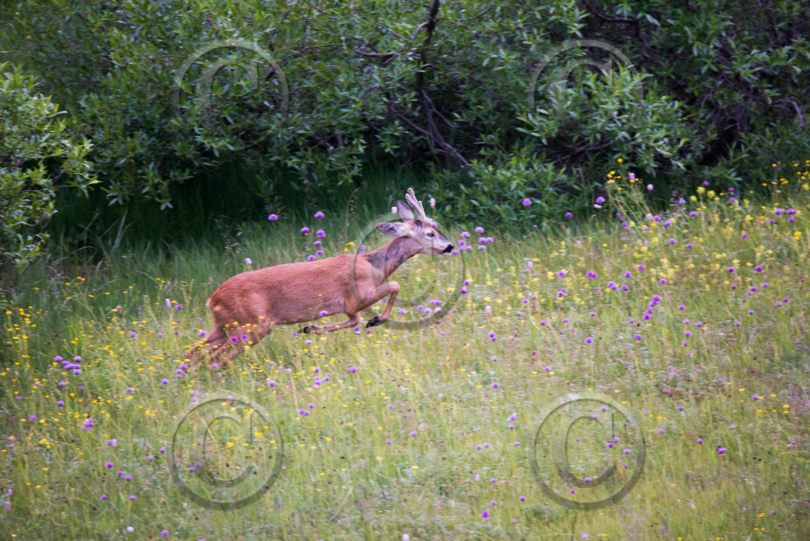montagne haute alpes ,queyras, mercantour,alpes de haute provence,alpes maritime