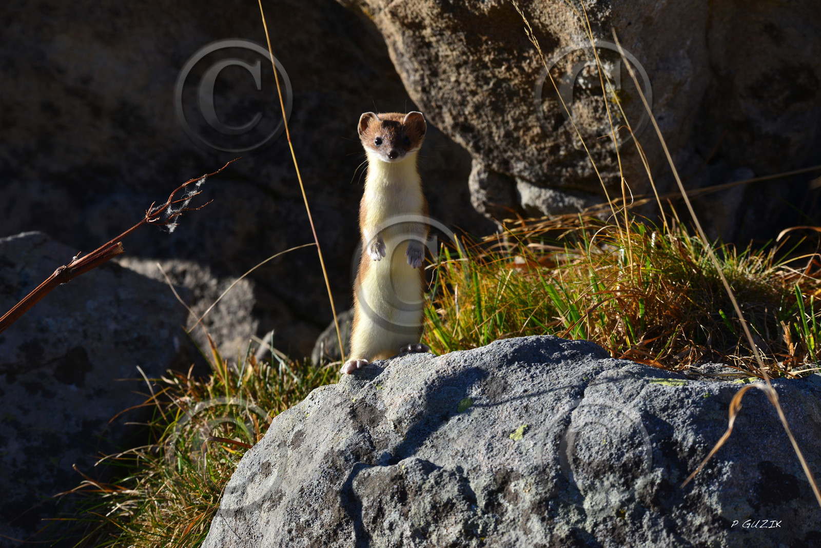 MISE A  JOUR  en cours