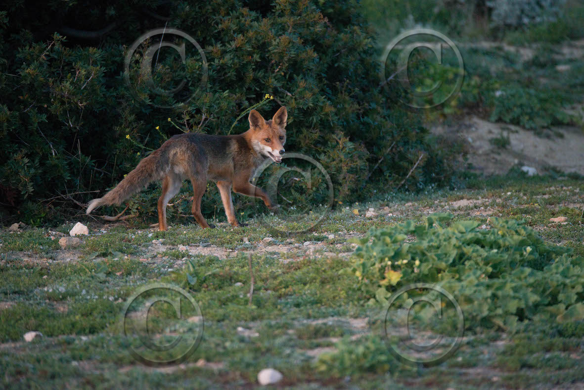 renard des calanques