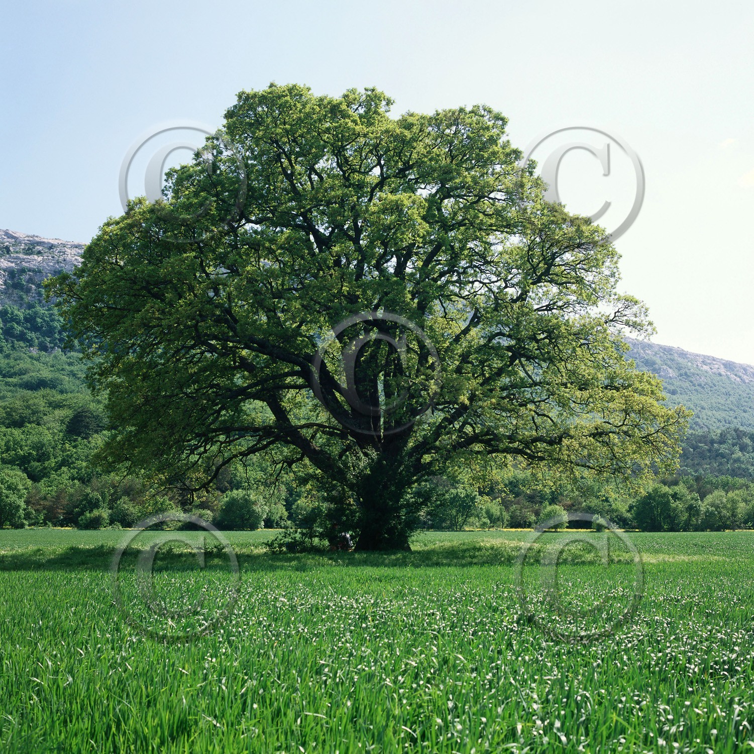 Photo de la sainte baume