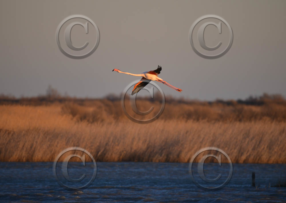 CAMARGUES HIVERS