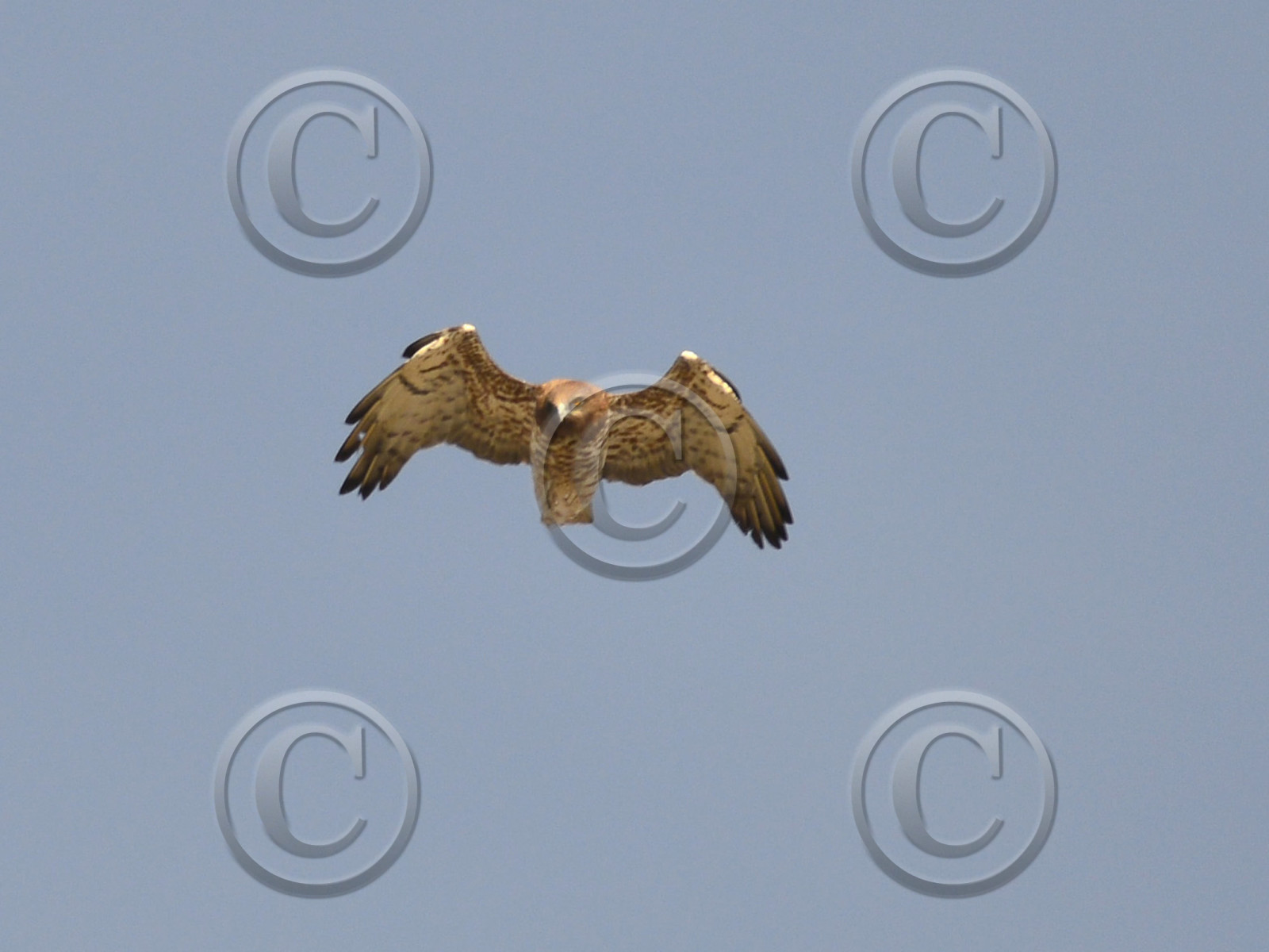 MISE A  JOUR  en cours