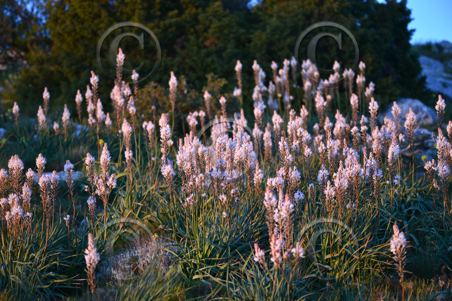 Photo de la sainte baume