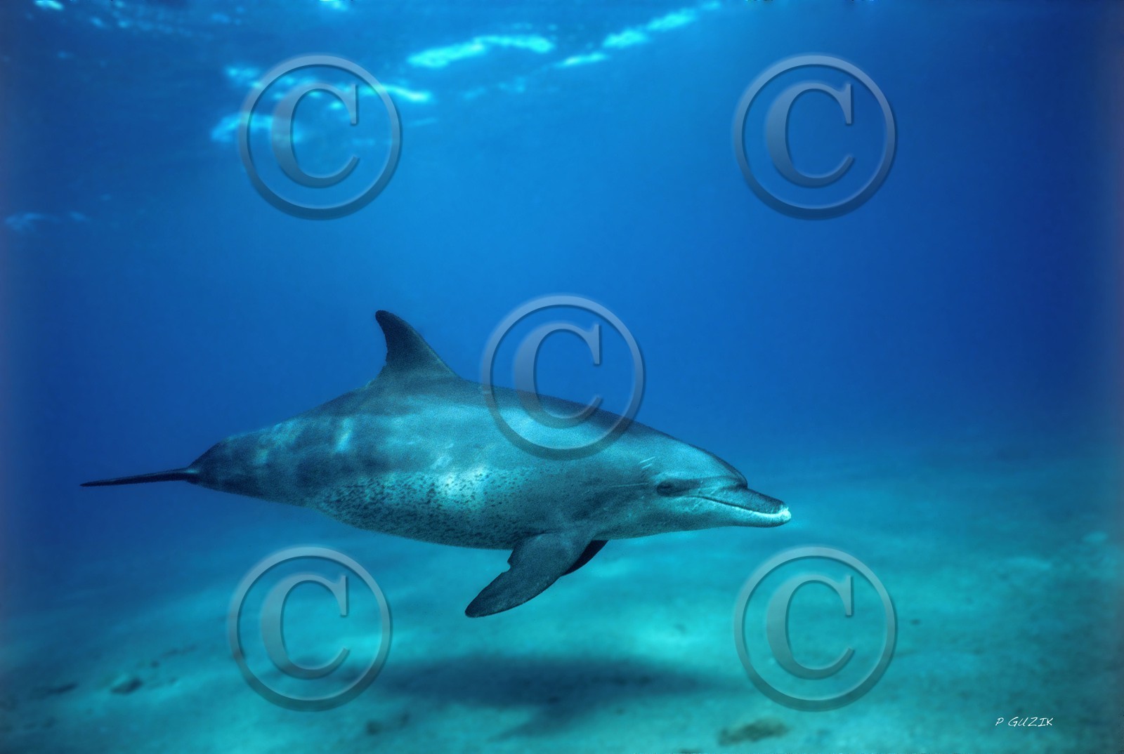 REF 577-dauphin femelle-mer-rouge golfe aqaba-copie.jpg