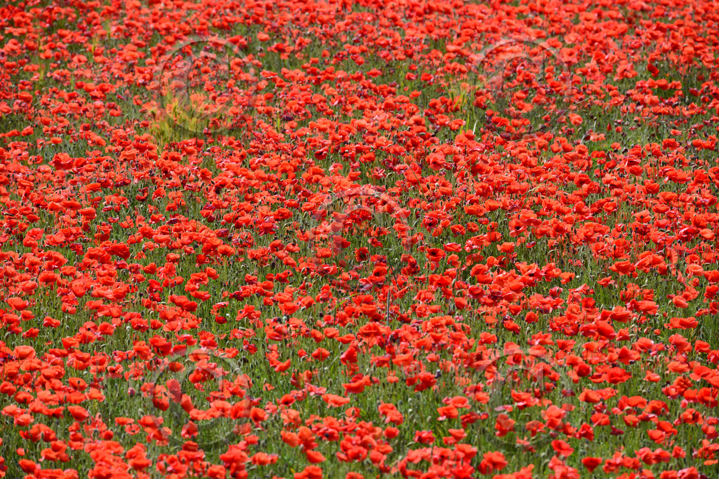 Photo de la sainte baume