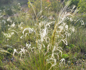 Photo de la sainte baume
