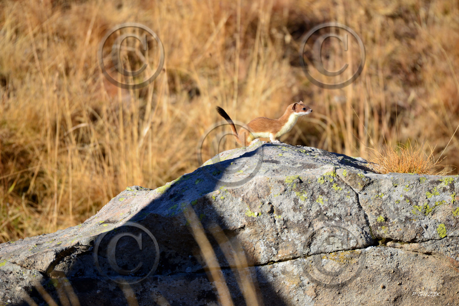 MISE A  JOUR  en cours