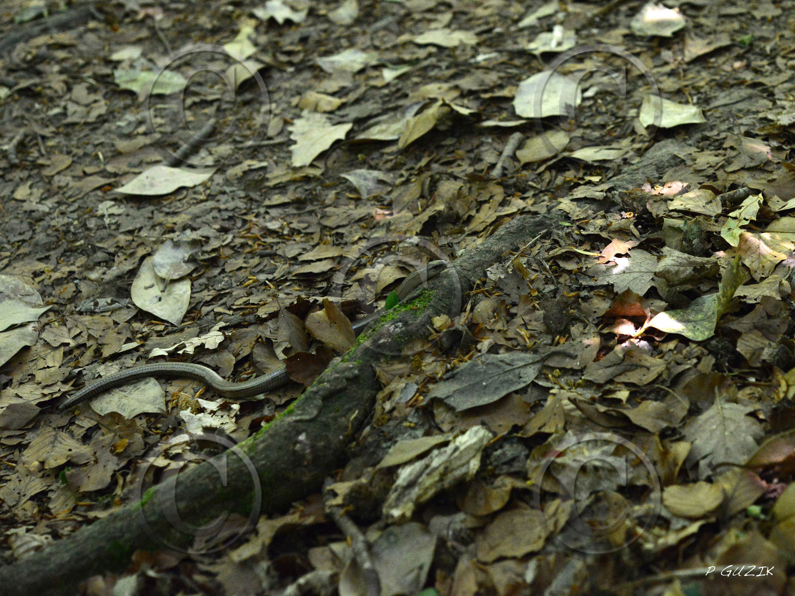 MISE A  JOUR  en cours