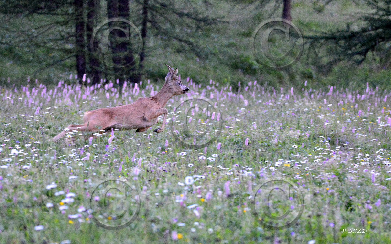 montagne haute alpes ,queyras, mercantour,alpes de haute provence,alpes maritime