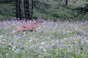 MISE A  JOUR  en cours