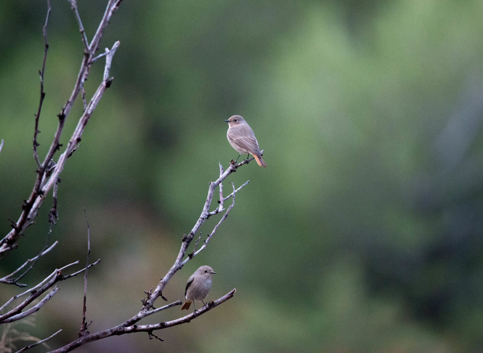 MISE A  JOUR  en cours
