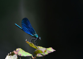 Photo de la sainte baume