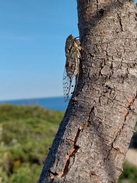 Le premier jour de la journée de la cigale