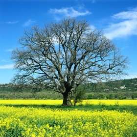 Photo de la sainte baume